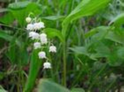  Convallaria Keiskei Extract